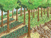 o_Agroforestry University minnesota extension